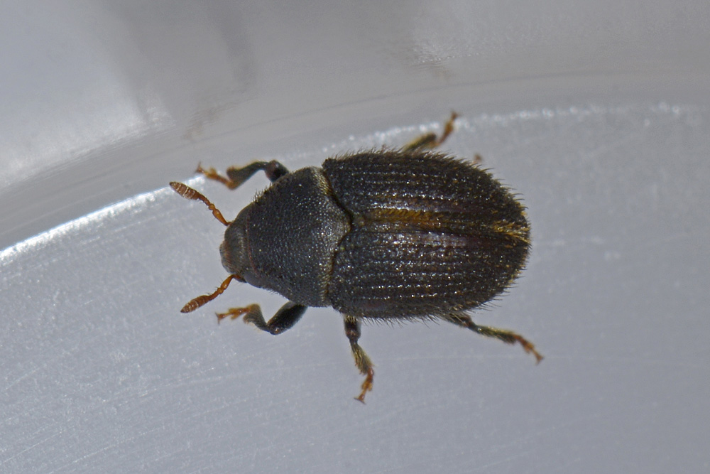 Hylesinus toranio (=oleiperda), Scolytidae, maschio